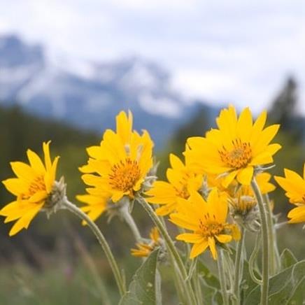 Natural active Arnica